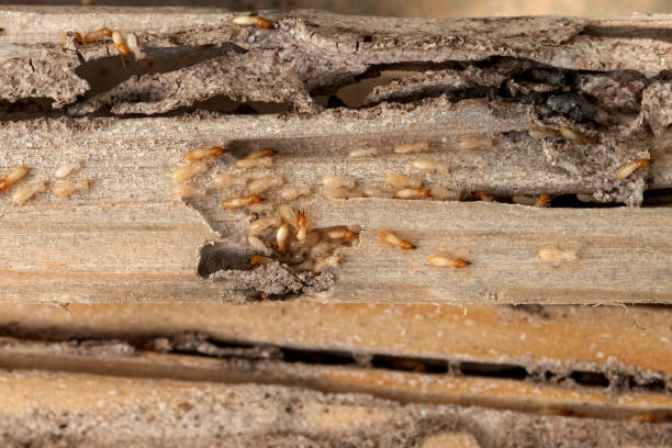 Best Residential Pest Control  in Dayton, TN