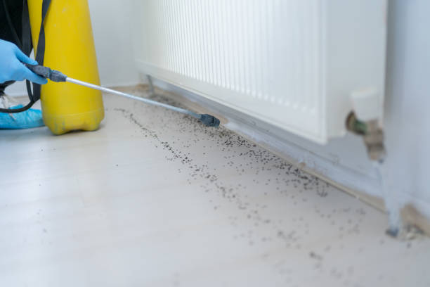 Best Termite Control Services  in Dayton, TN